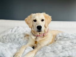 Mila le Golden Retriever
